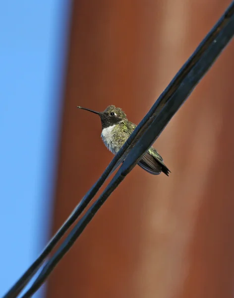 Siyah çeneli sinek kuşu — Stok fotoğraf