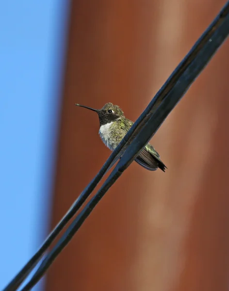 Schwarzkinn-Kolibri — Stockfoto