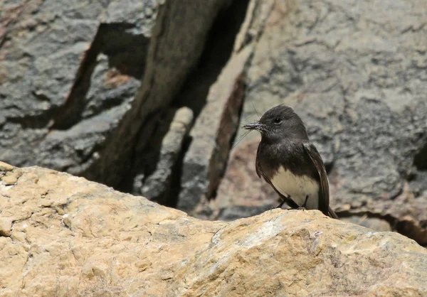 Schwarzer Phoebe-Vogel — Stockfoto