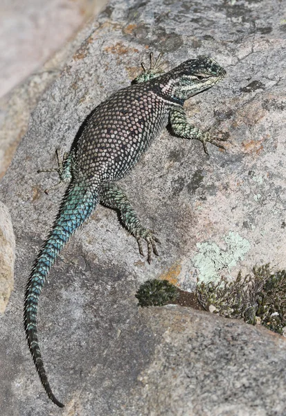 Lézard épineux de Yarrow — Photo