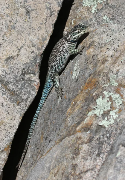 Lézard épineux des montagnes — Photo