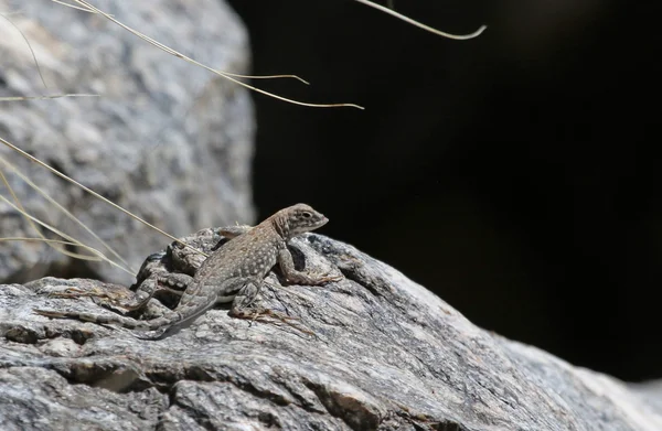 Elegancki Cophosaurus jaszczurka — Zdjęcie stockowe