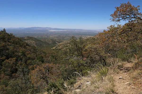 Cañon de madera vista — Foto de Stock