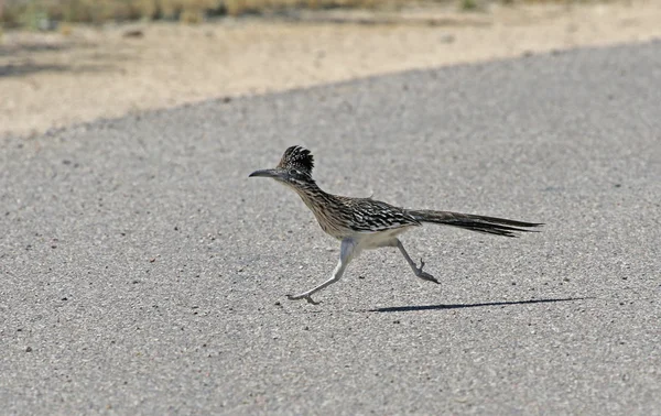 Çalışan Road Runner — Stok fotoğraf