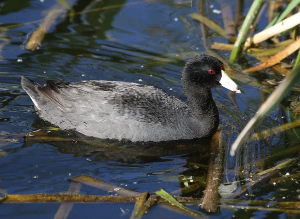 Pájaro de focha americana — Foto de Stock