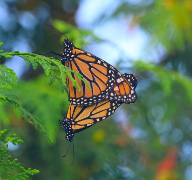 Sedir ağacında çiftleşen iki kral kelebeği (Danaus pleksippus). Ontario, Kanada 'nın güneybatısında çekildi..