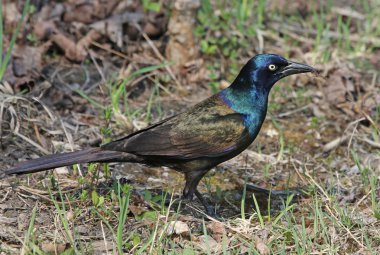 Foraging Common Grackle clipart