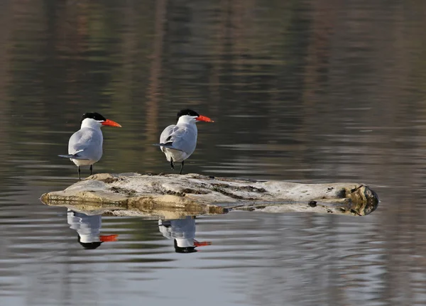 Caspian Terns Reflection — Stock Photo, Image
