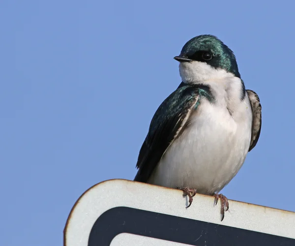 Árvore engolir em um sinal — Fotografia de Stock