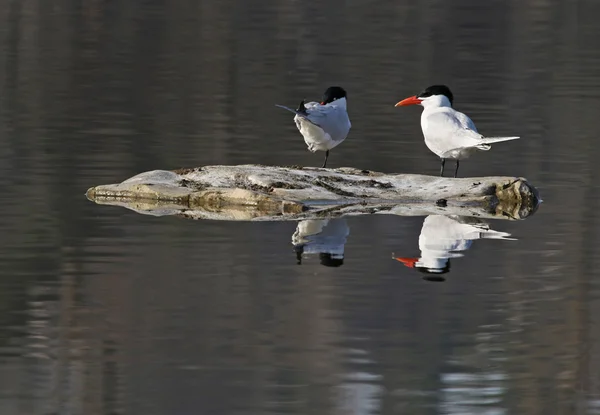 Kaspische Seeschwalben — Stockfoto