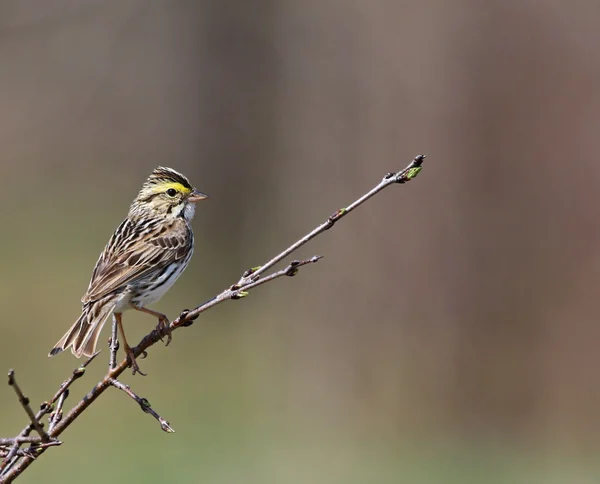 Savannah Sparrow tiro — Foto de Stock