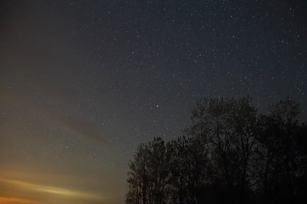 Starlit Sky Forest Silhouette