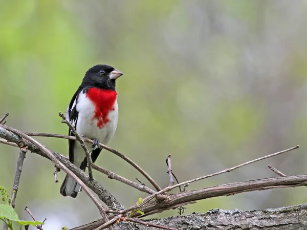 Perched Rose-Breasted Grosbeak — Stock Photo, Image