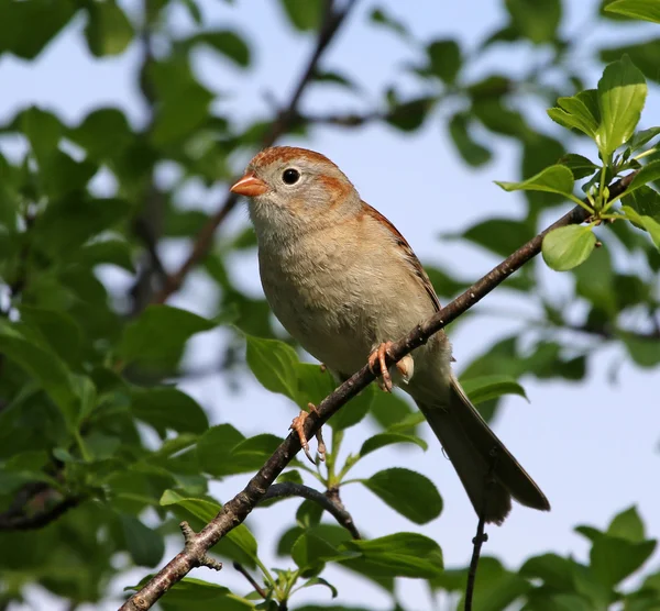 Bruant des champs perché — Photo