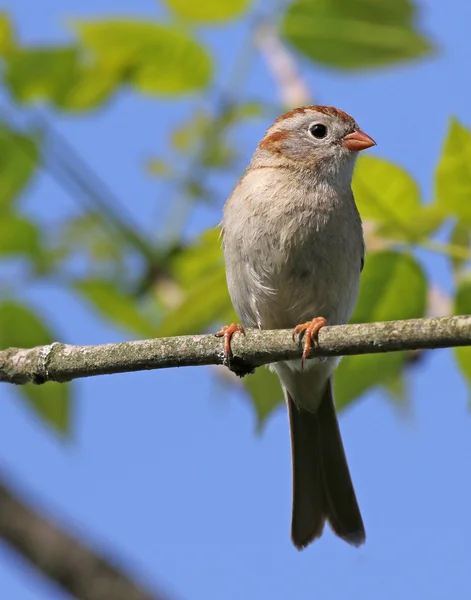 Profil de moineau des champs — Photo