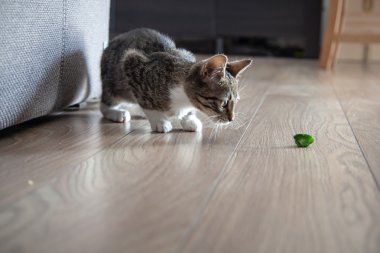 Kapalı oynayan küçük gri evde beslenen hayvan yavru kedi