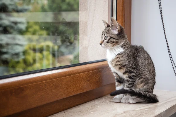 Pequeno gatinho de estimação cinza interior com reflexão — Fotografia de Stock