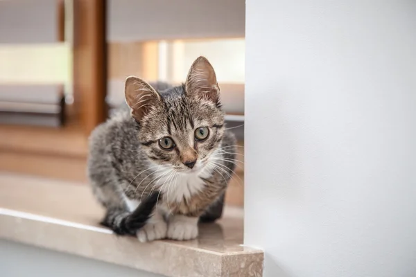 Маленька сіра тварина кошеня грає в приміщенні — стокове фото
