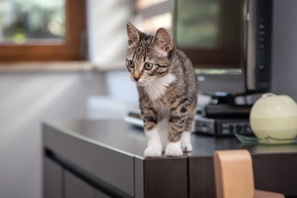 Pequeño gris mascota gatito jugando interior —  Fotos de Stock