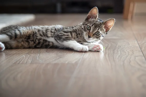 Маленький серый котенок играет в помещении — стоковое фото