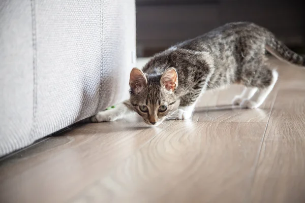 Pequeno gatinho de estimação cinza jogando interior — Fotografia de Stock