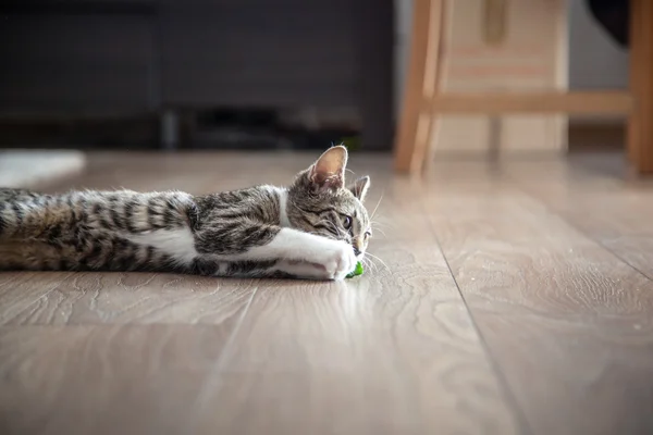 Маленький серый котенок играет в помещении — стоковое фото