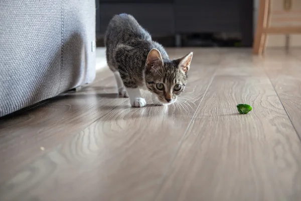 Kapalı oynayan küçük gri evde beslenen hayvan yavru kedi