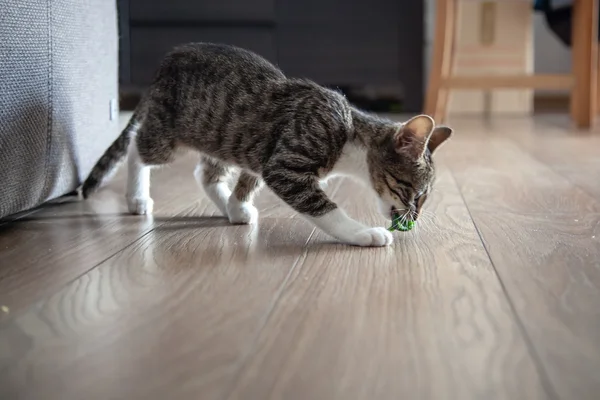 Pequeno gatinho de estimação cinza jogando interior — Fotografia de Stock