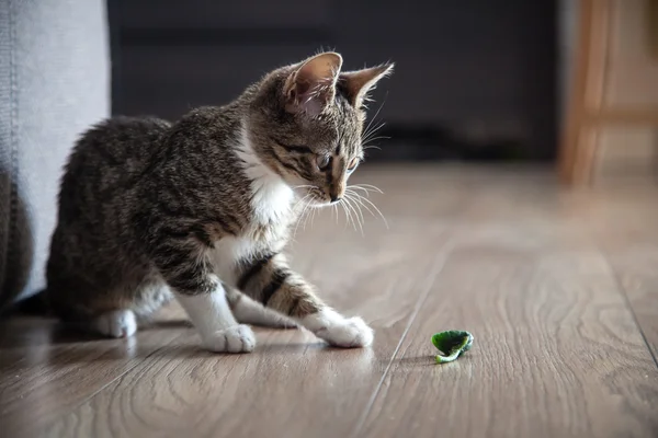 Pequeno gatinho de estimação cinza jogando interior — Fotografia de Stock
