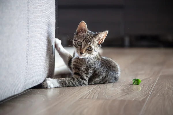 Pequeño gris mascota gatito jugando interior —  Fotos de Stock