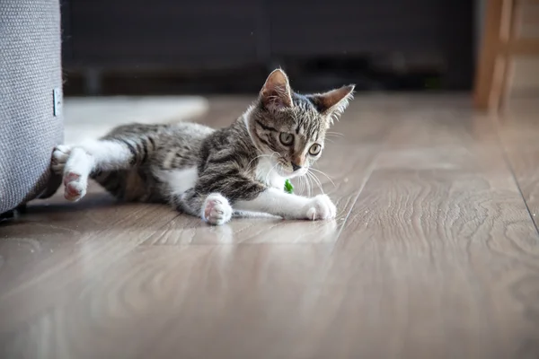 Pequeno gatinho de estimação cinza jogando interior — Fotografia de Stock