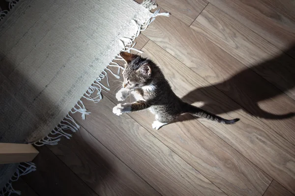 Маленький серый котенок играет в помещении — стоковое фото