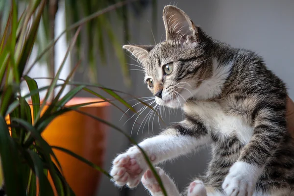 Маленький серый котенок играет в помещении — стоковое фото