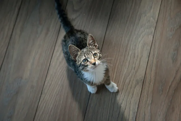 Pequeno gatinho de estimação cinza jogando interior — Fotografia de Stock