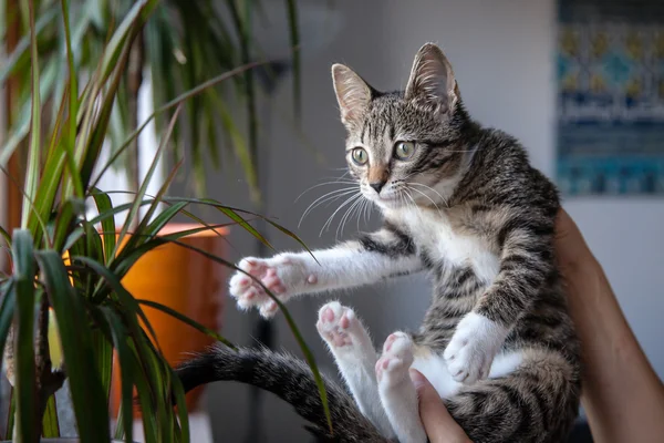 Маленький серый котенок играет в помещении — стоковое фото