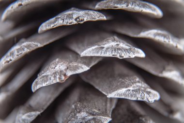 Çam kozalağına yakın.