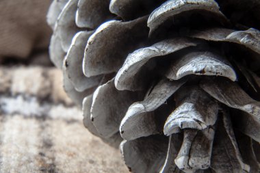 Çam kozalağına yakın.