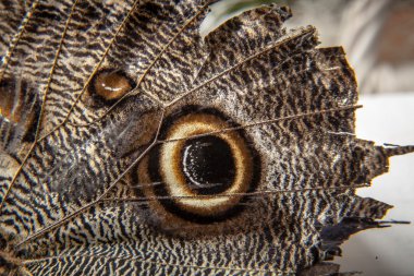 Kelebek kanat parçası kadar kapatın