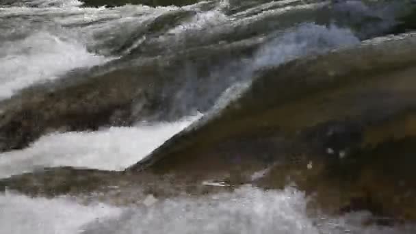 Mountain creek flowing water — Stock Video