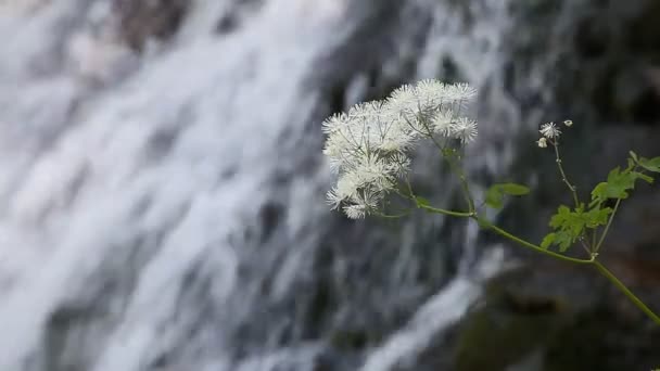Гірський струмок тече вода — стокове відео