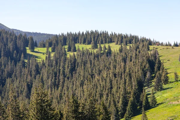 Forêt de pins dans les montagnes lors d'une belle journée — Photo