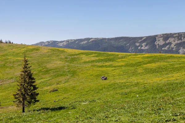 Paisaje de montaña con pasto verde y pino —  Fotos de Stock