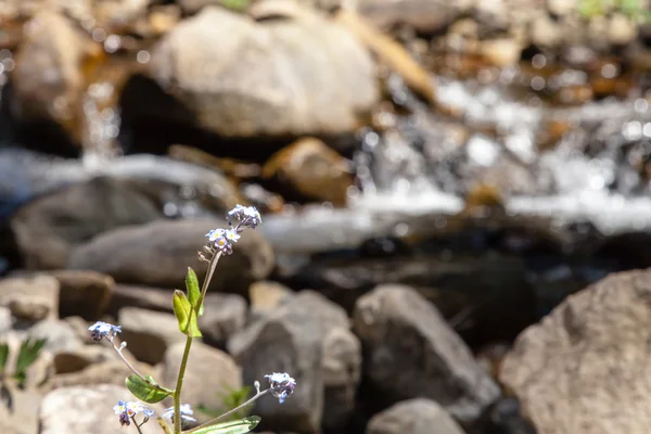 Blume mit Gebirgsbach im Hintergrund — Stockfoto