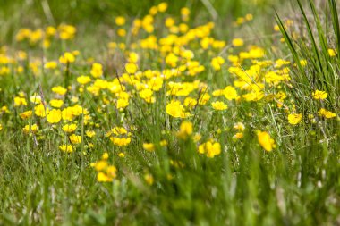 Alan bir çayır üzerinde sarı çiçek