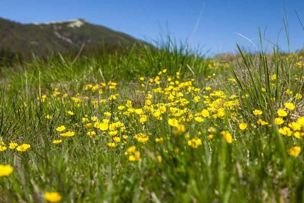 Campo de flores amarillas en un prado —  Fotos de Stock