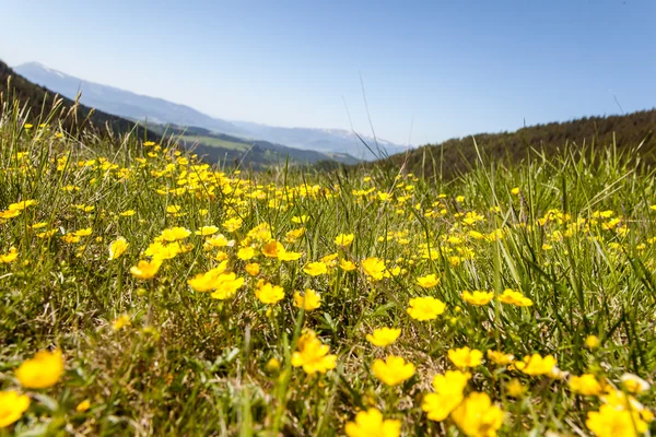 Lapangan bunga kuning di padang rumput — Stok Foto