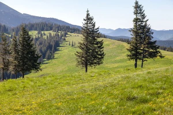 Pine Tree Forest in the Montains on a Nice Day — Stock Photo, Image