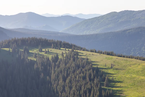 Forêt de pins dans les montagnes lors d'une belle journée — Photo