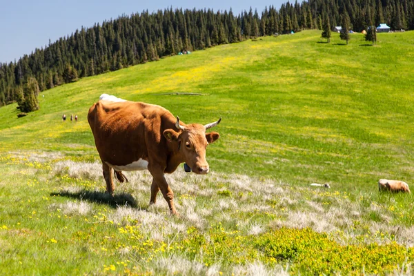 Cow Calf Loitering on Green Pasture Meadow — Stock Photo, Image