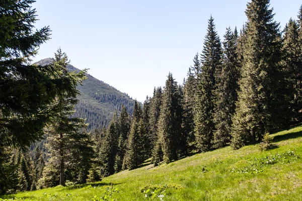 Bosque de pinos en las montañas en un día agradable —  Fotos de Stock